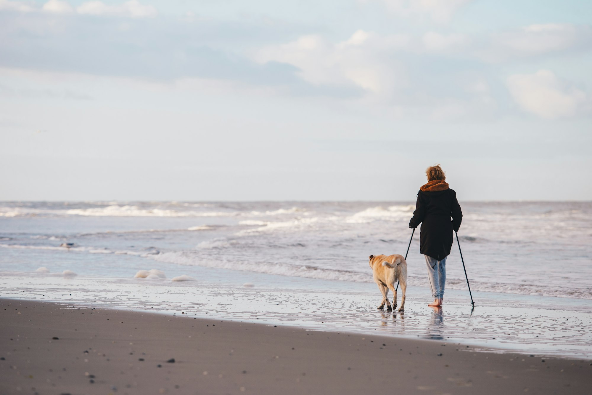 Is San Francisco a Dog-Friendly City?