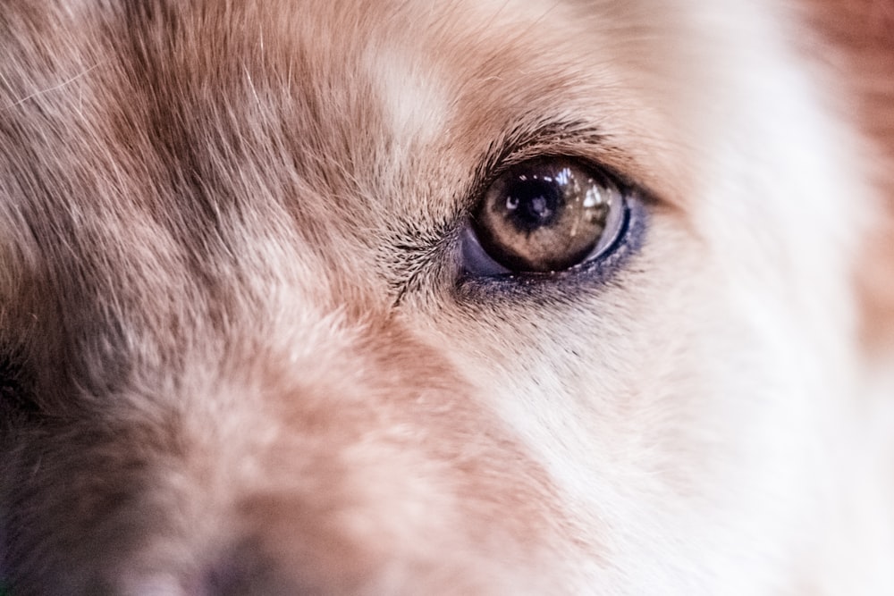 brown short coated dog with blue eyes