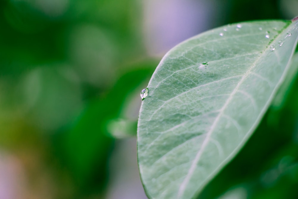 folha verde com gotículas de água