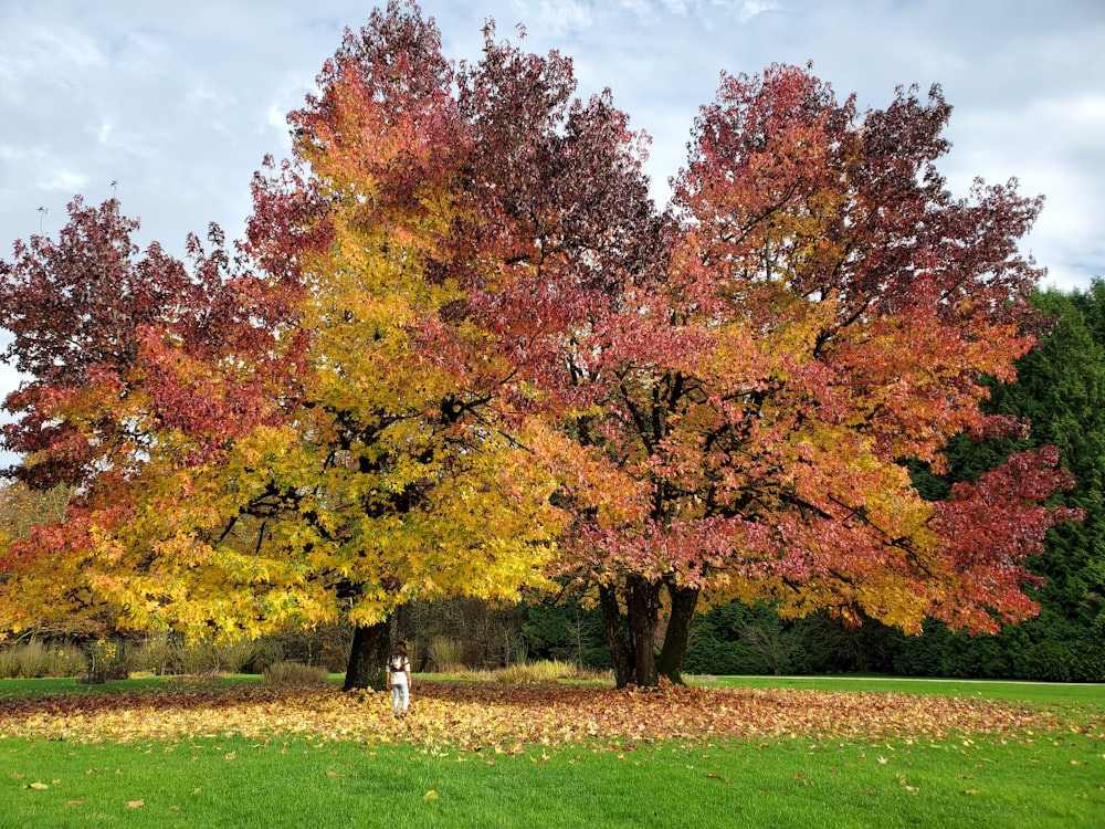 brown and green trees on green grass field under blue sky during daytime