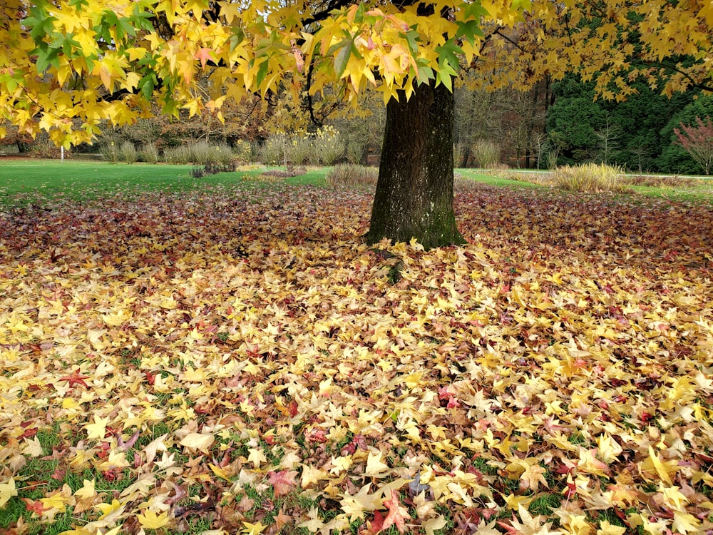 brown dried leaves on green grass field