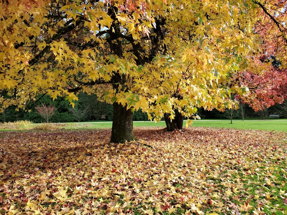 yellow and brown leaves on ground
