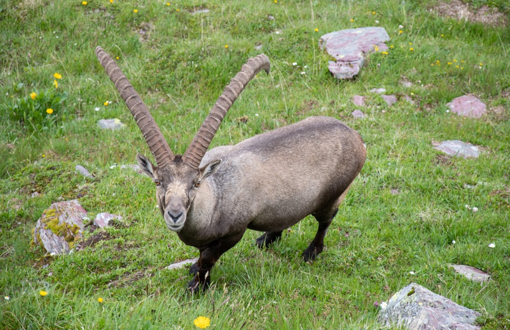 brown ram on green grass during daytime