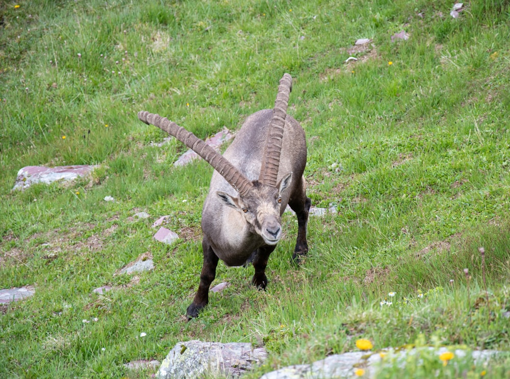 brown ram on green grass field during daytime