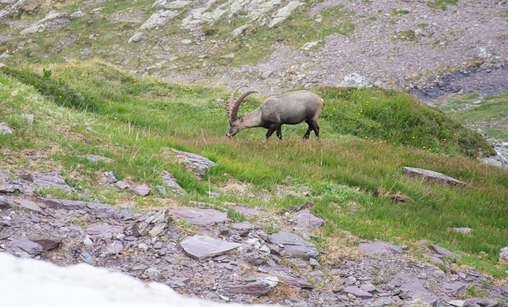 black ram on green grass during daytime