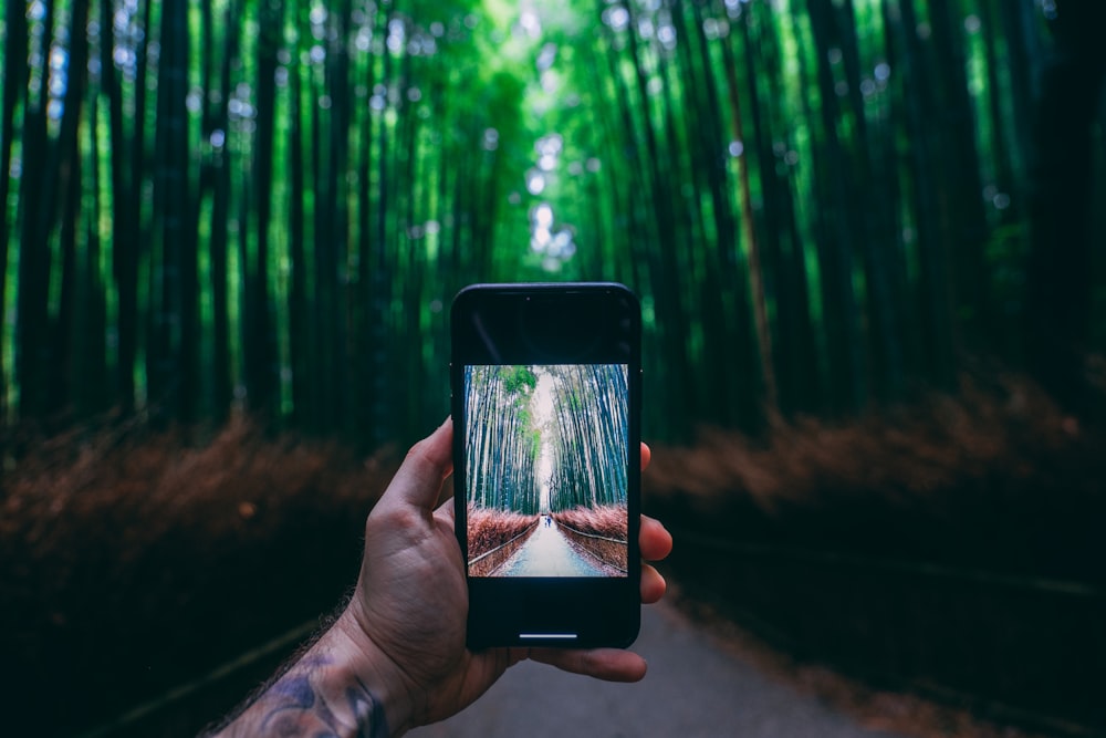 person holding black smartphone taking photo of green trees