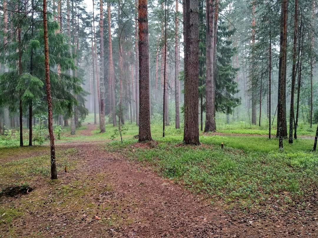 Forest photo spot Dubna Tver