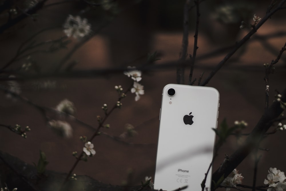 white iphone 4 on brown tree branch