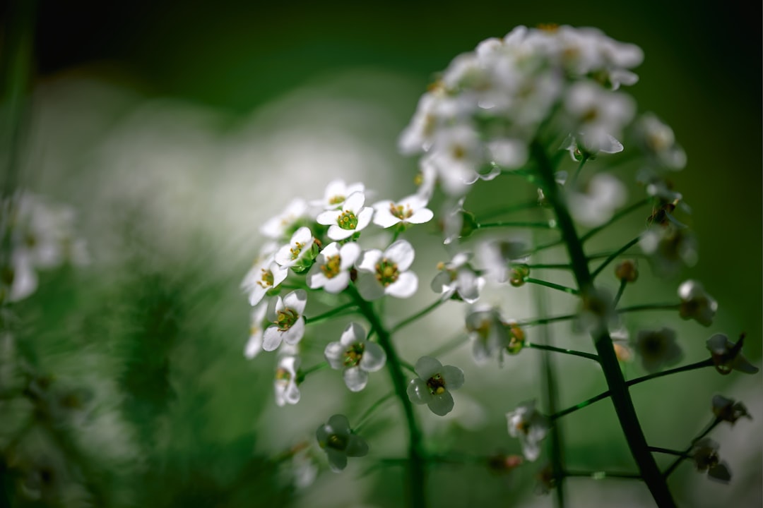 white flowers in tilt shift lens