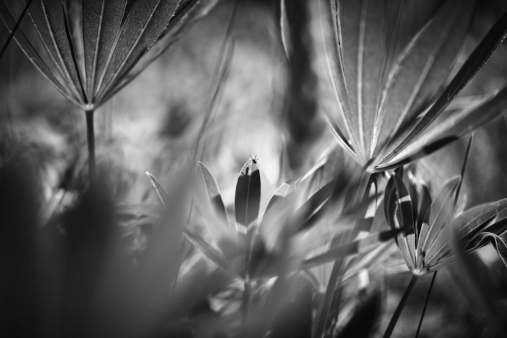 grayscale photo of flower bud