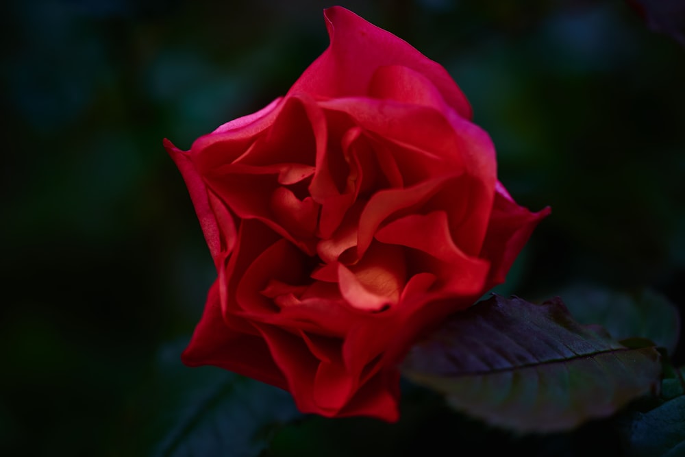 red rose in bloom during daytime