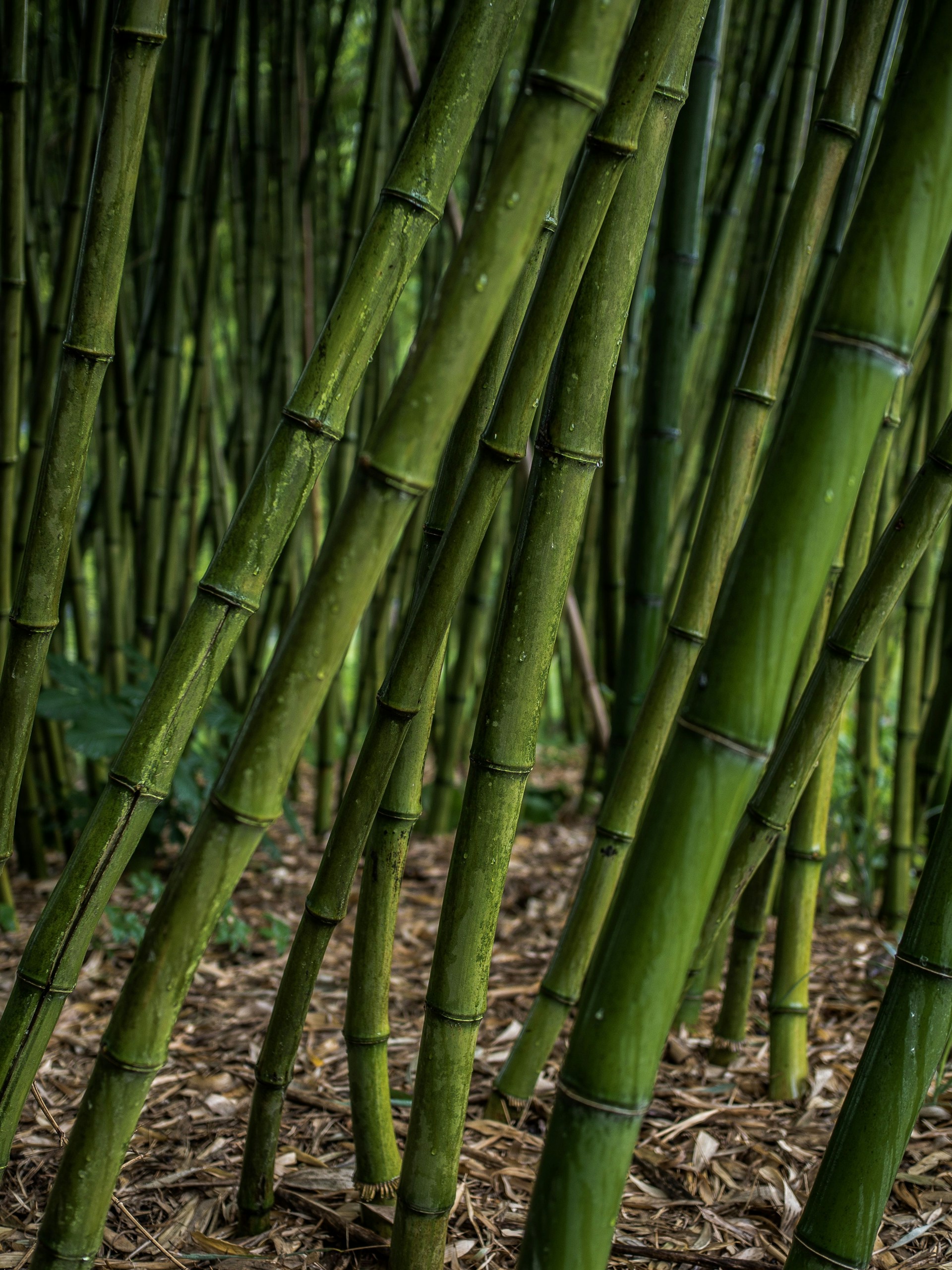 green bamboo tree during daytime