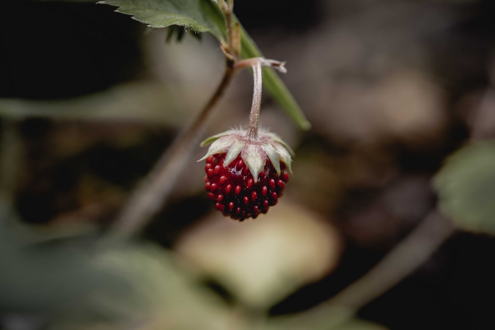 red strawberry fruit in tilt shift lens