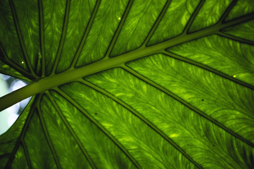 green leaf in close up photography