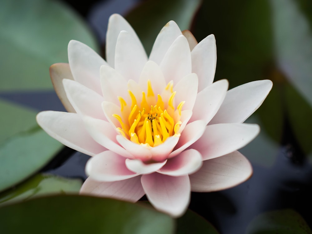 white and yellow lotus flower in bloom