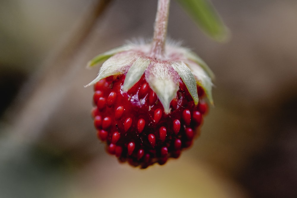 red strawberry fruit in close up photography