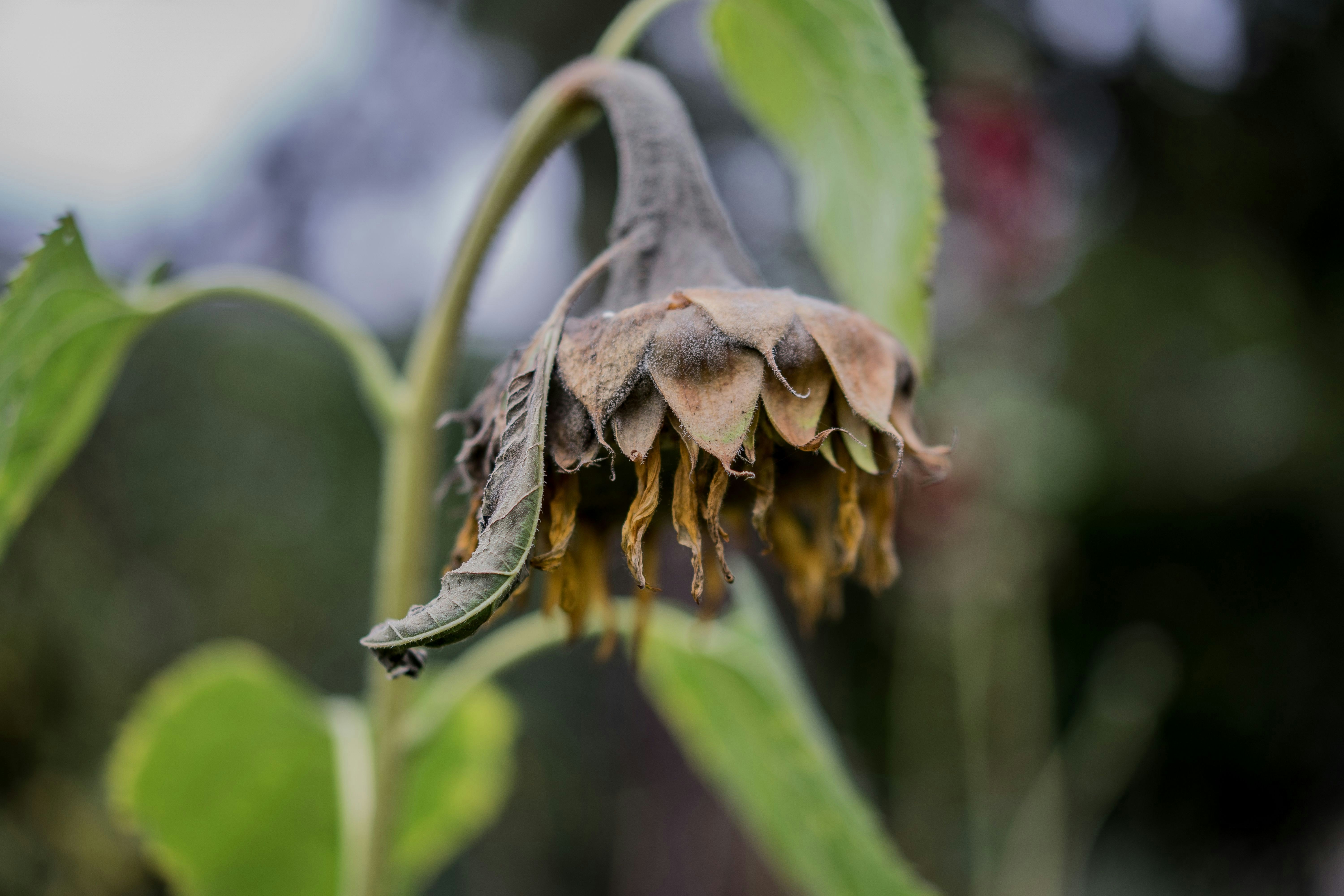 Die Grünen zwischen Anspruch und Wirklichkeit