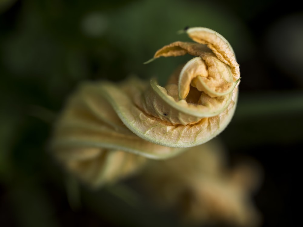 white flower bud in close up photography