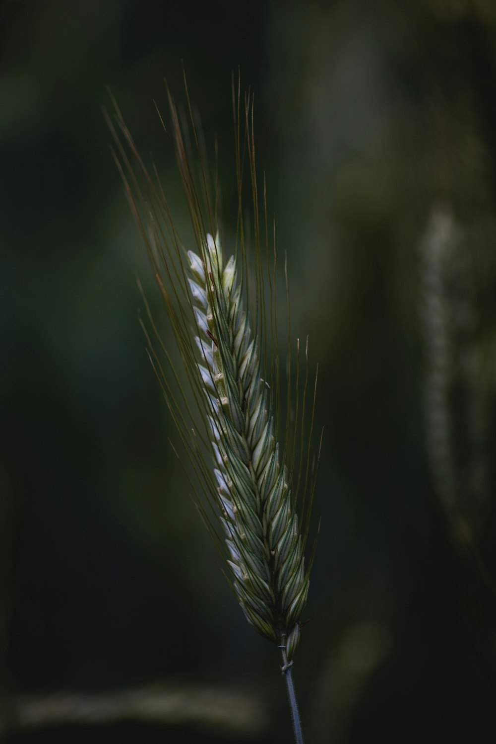 green wheat in close up photography