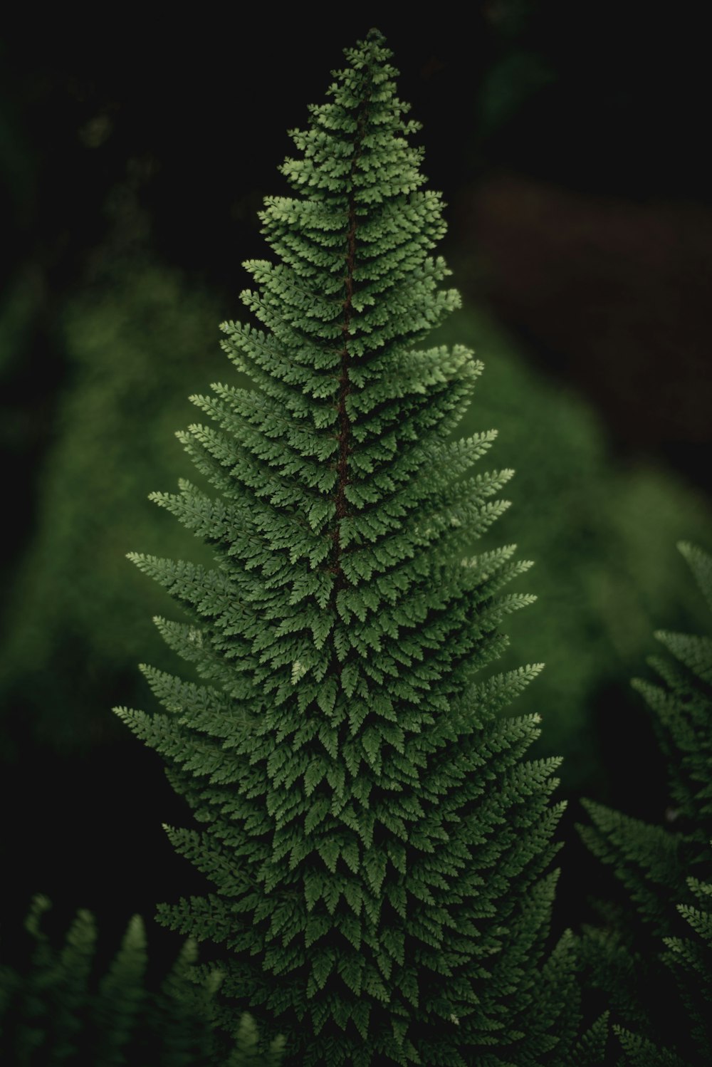 green pine tree in close up photography