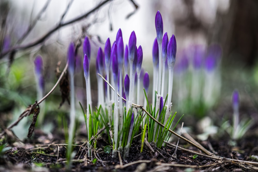 fiori di croco viola in fiore durante il giorno