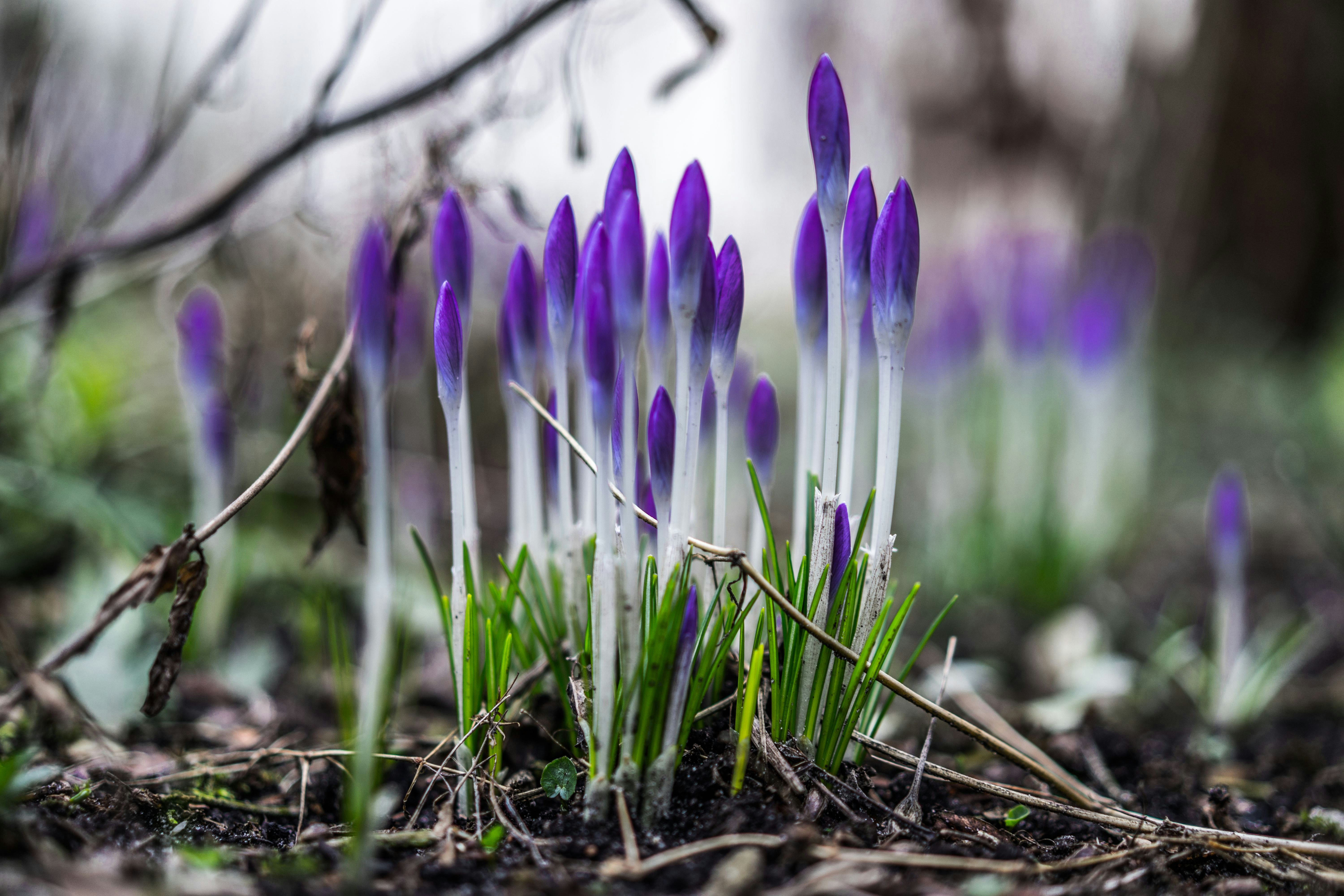 purple crocus flowers in bloom during daytime