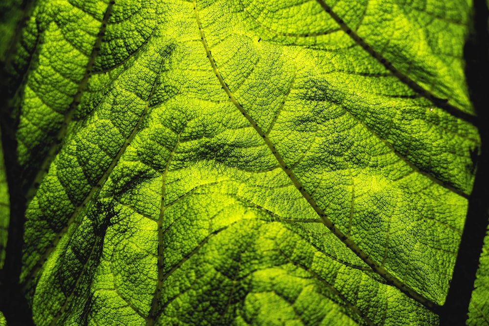 green leaf in close up photography