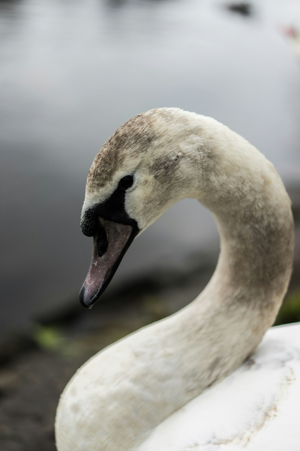 white swan on gray rock