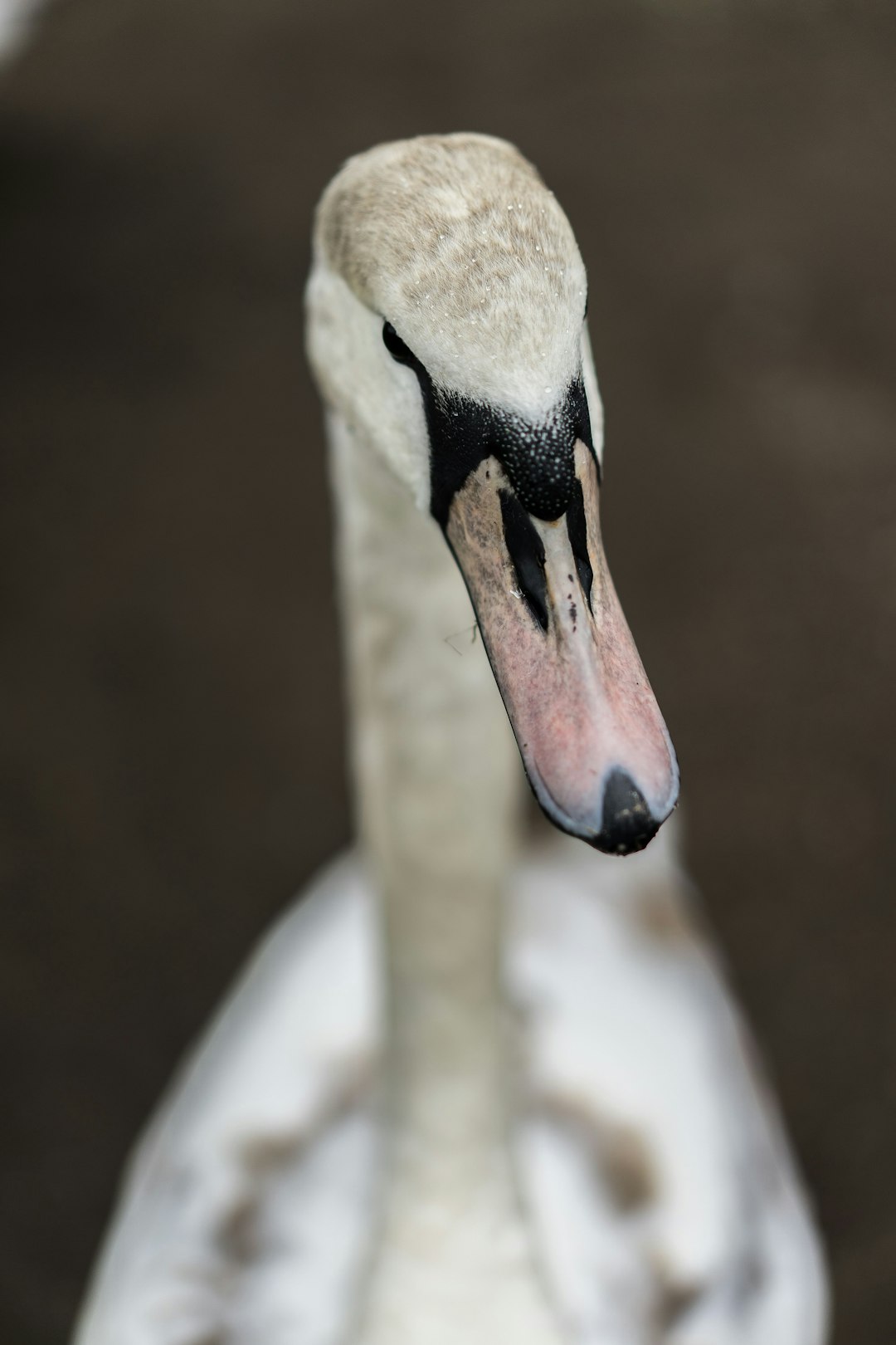 white and black duck in close up photography