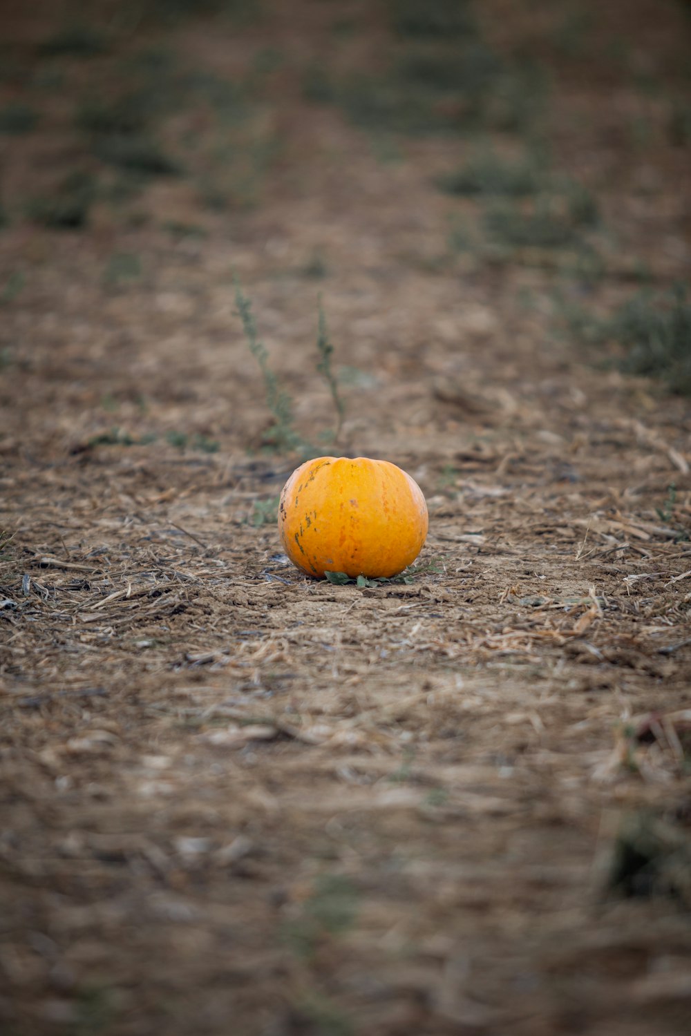 orange fruit on brown soil