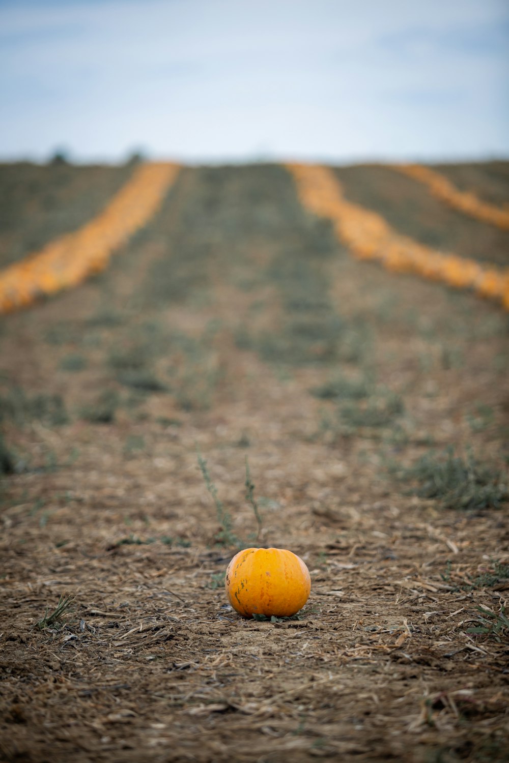 orange round fruit on brown grass field during daytime