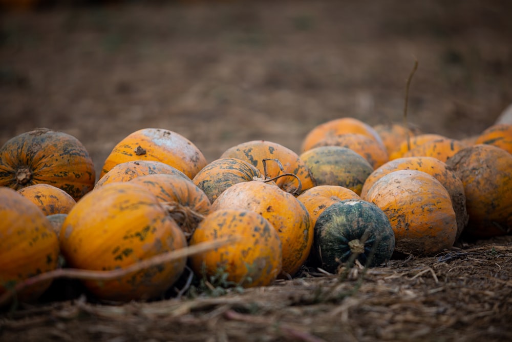 orange and yellow pumpkins on brown grass