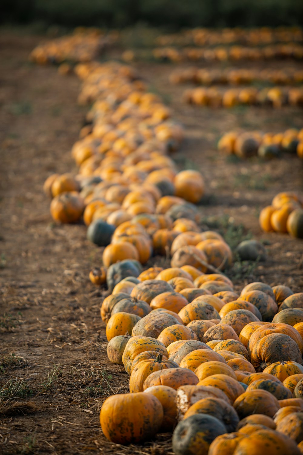 brown and beige round fruits on ground