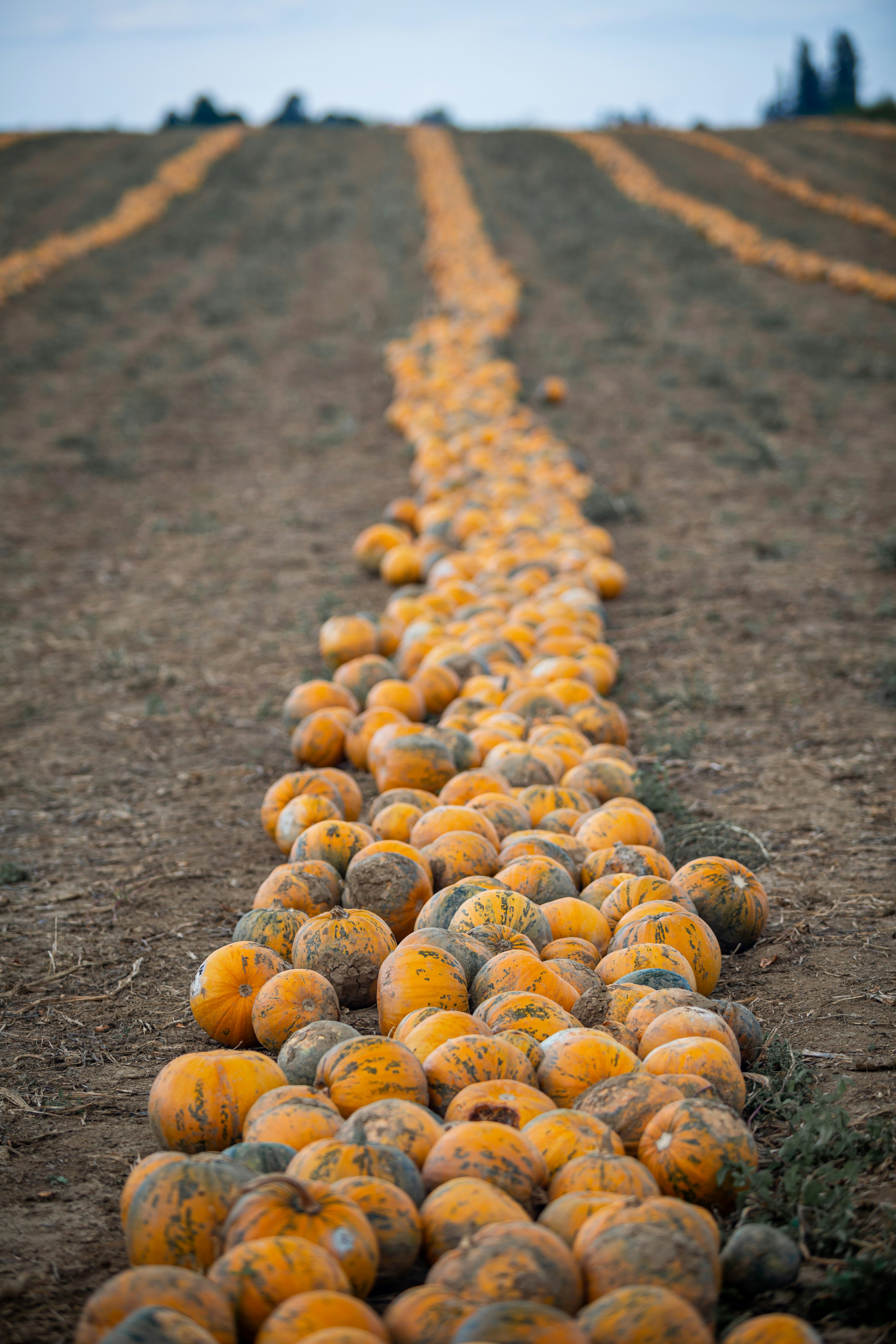 Poof...image deleted!