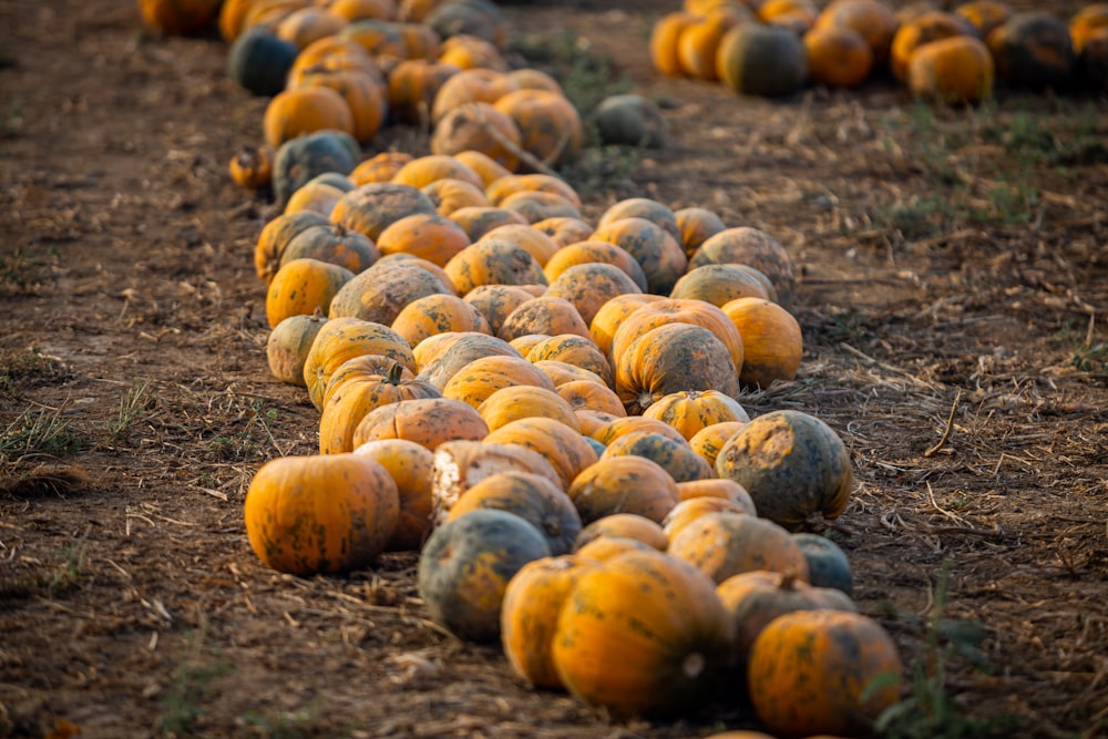 yellow round fruits on brown soil