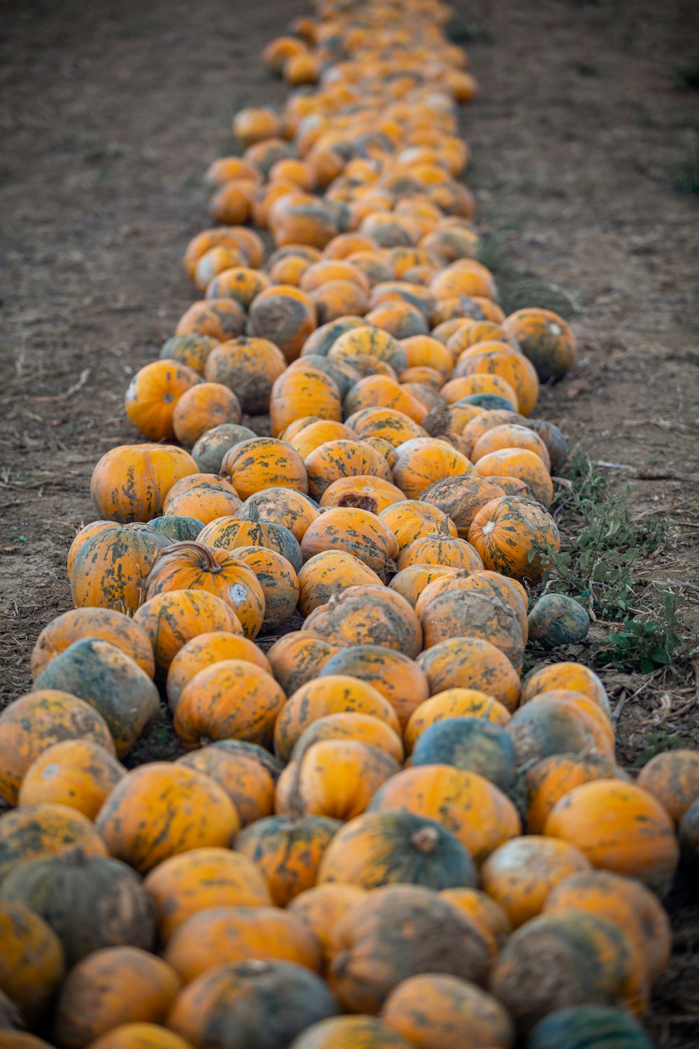 orange fruits on green grass during daytime