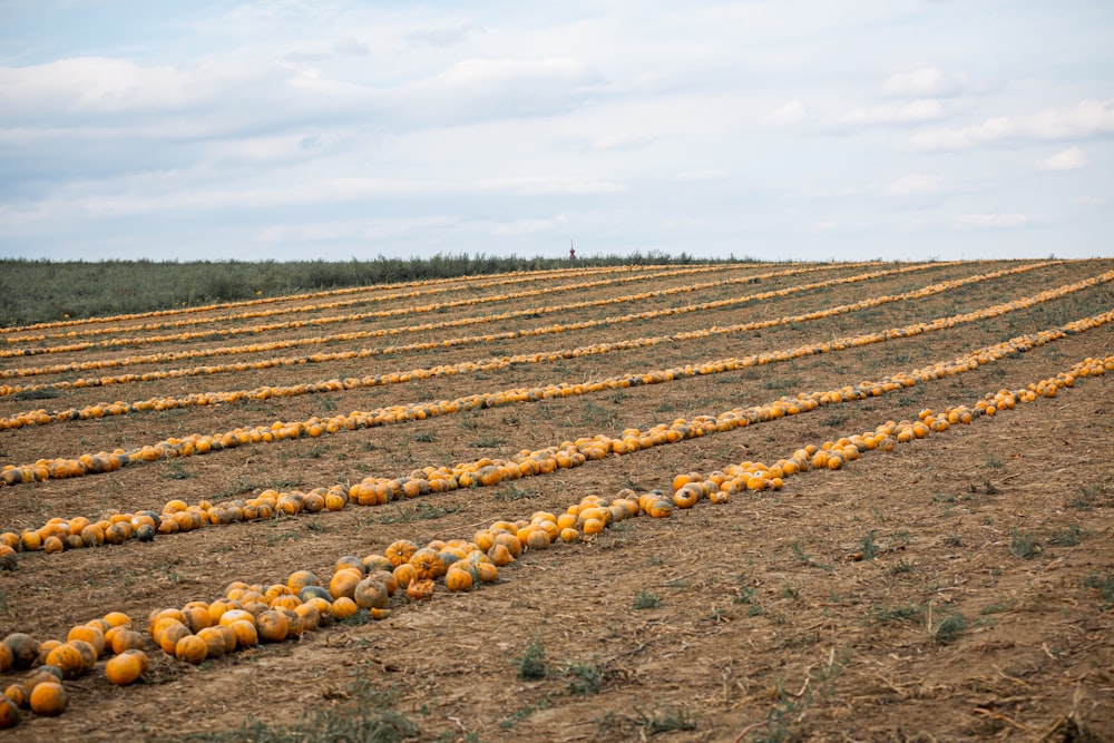 Valla de madera marrón en campo de hierba verde durante el día