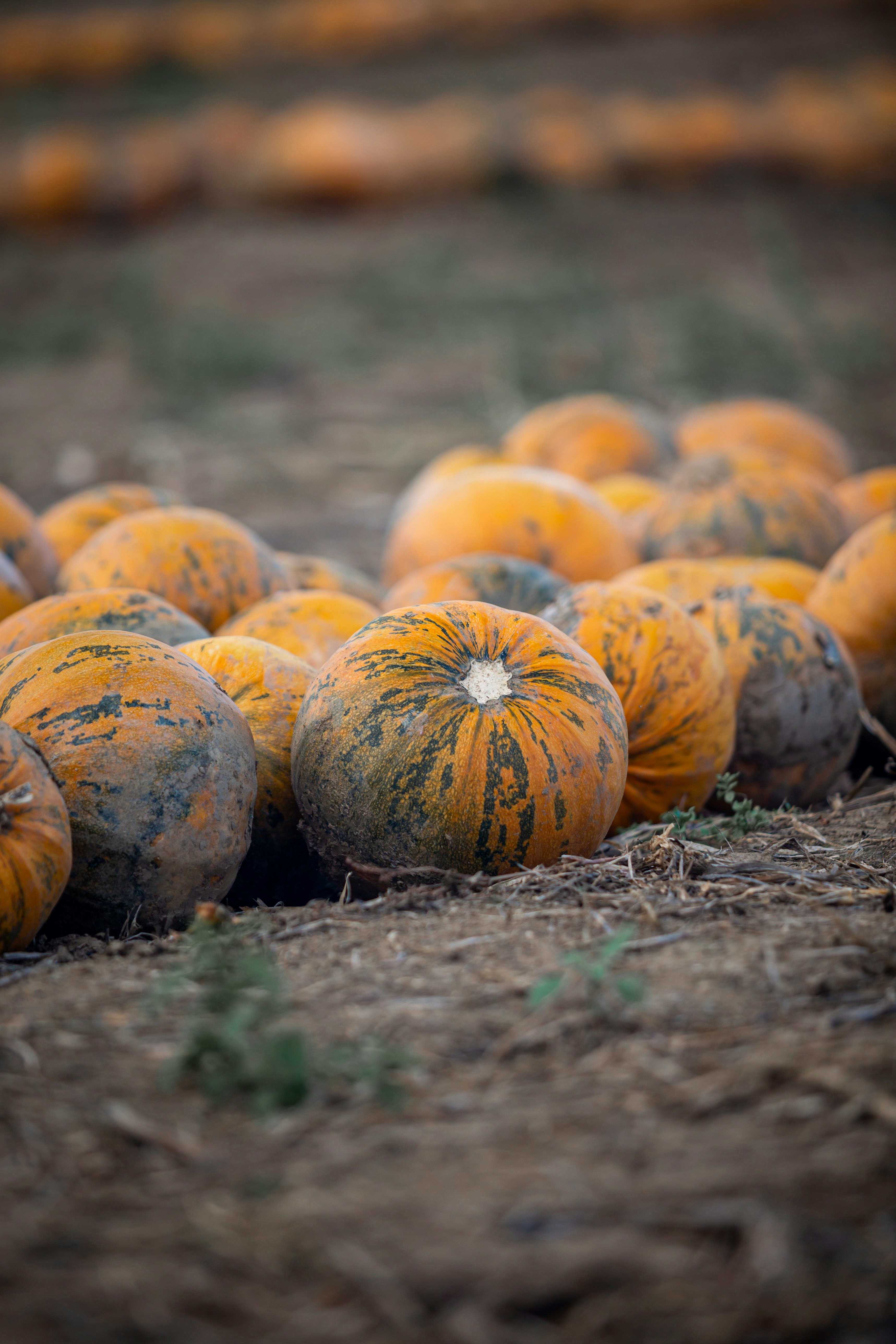 abóboras alaranjadas na grama marrom
