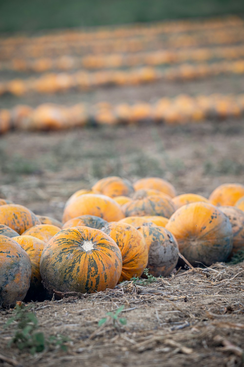 white and orange pumpkins on brown grass field during daytime