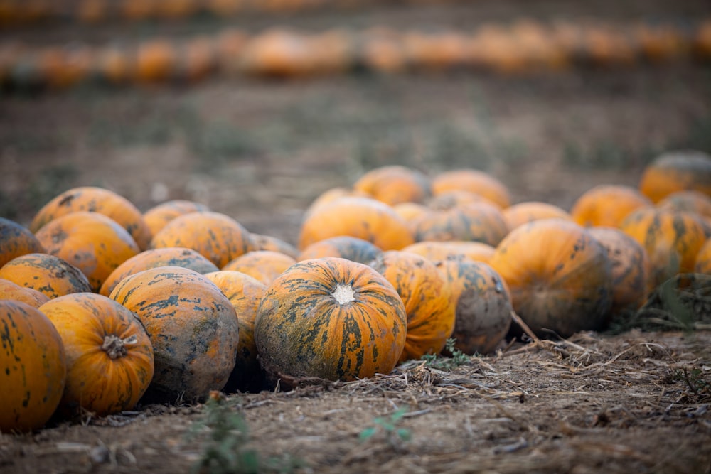 white and orange pumpkins on ground