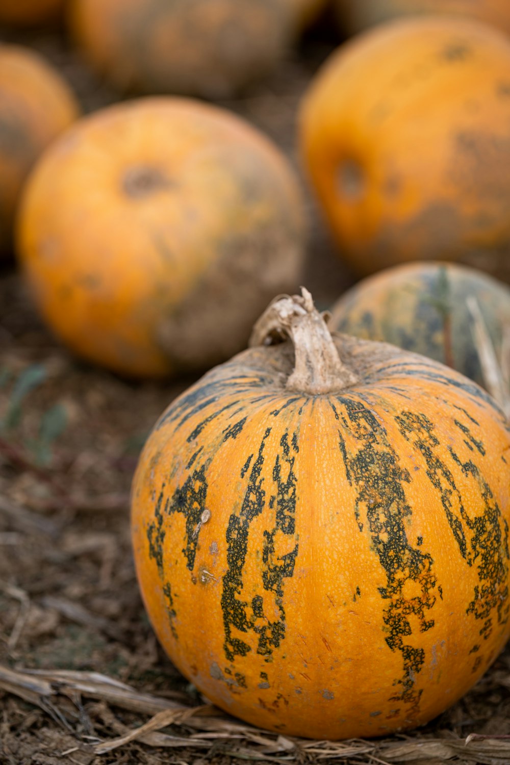 yellow and orange pumpkin on ground