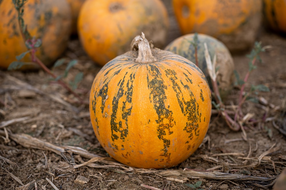 orange and green pumpkins on brown dried leaves