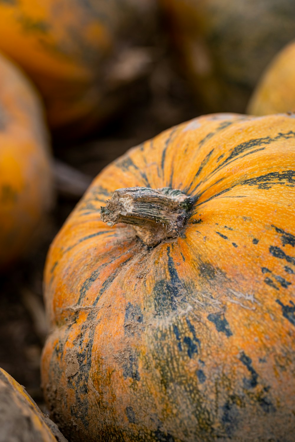 yellow and white pumpkin in close up photography