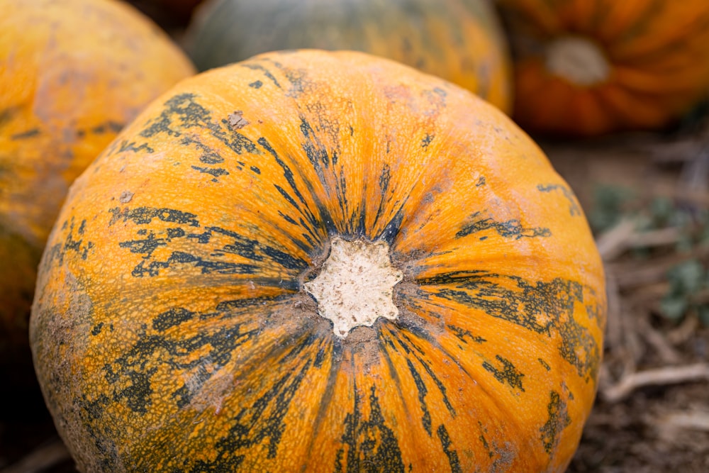 yellow and black pumpkin in close up photography