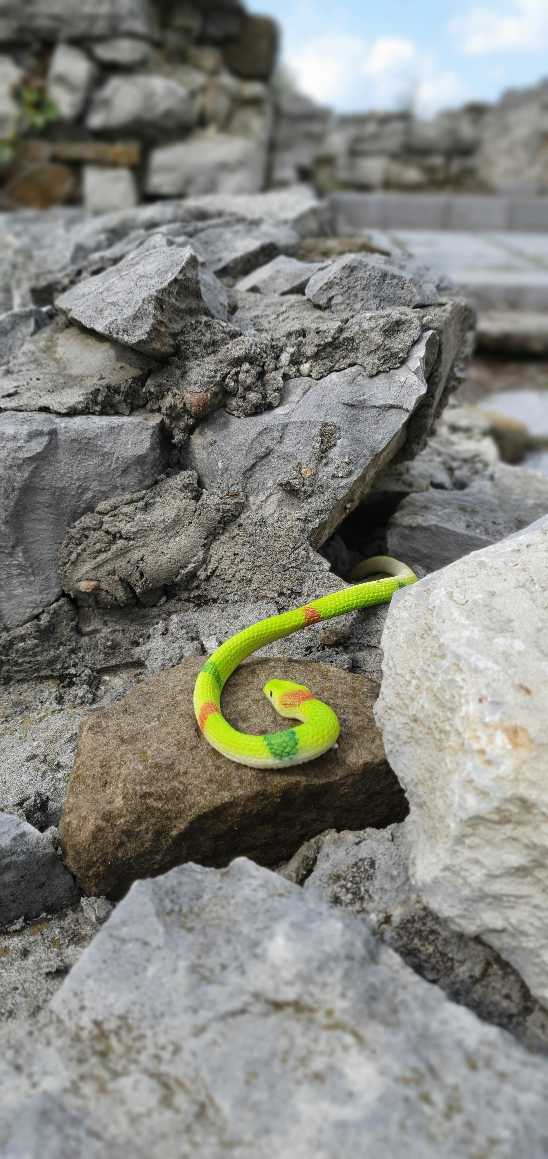 green snake on gray rock