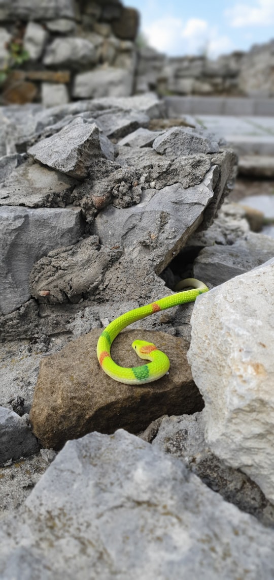green snake on gray rock in Lovetch Bulgaria