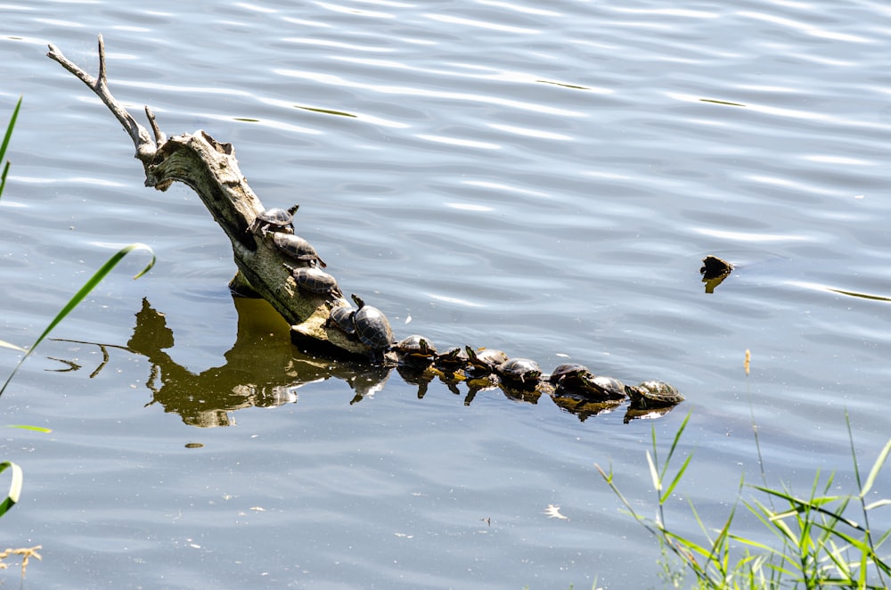brown and black crocodile on body of water during daytime