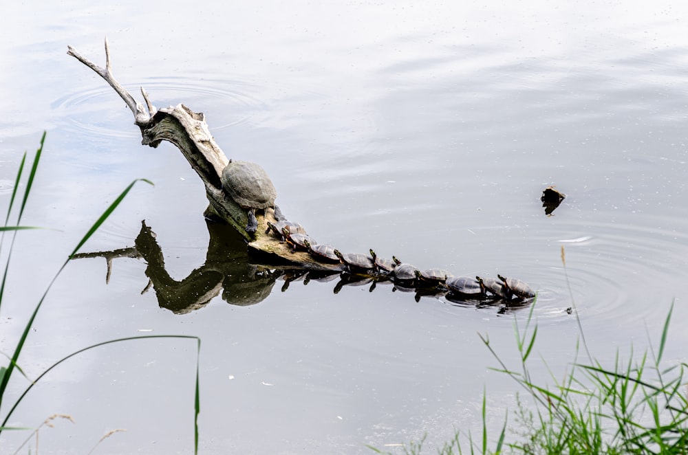 brown tree branch on water