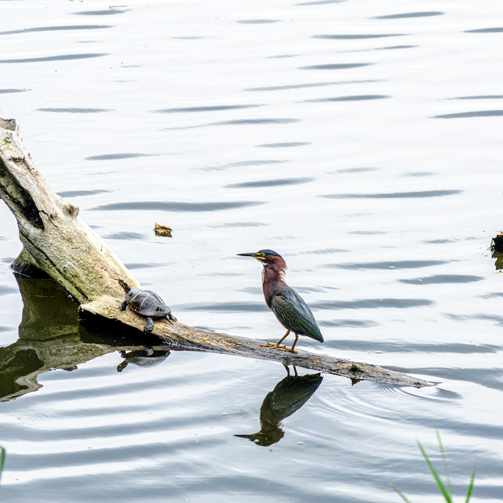 blue and red bird on brown tree branch