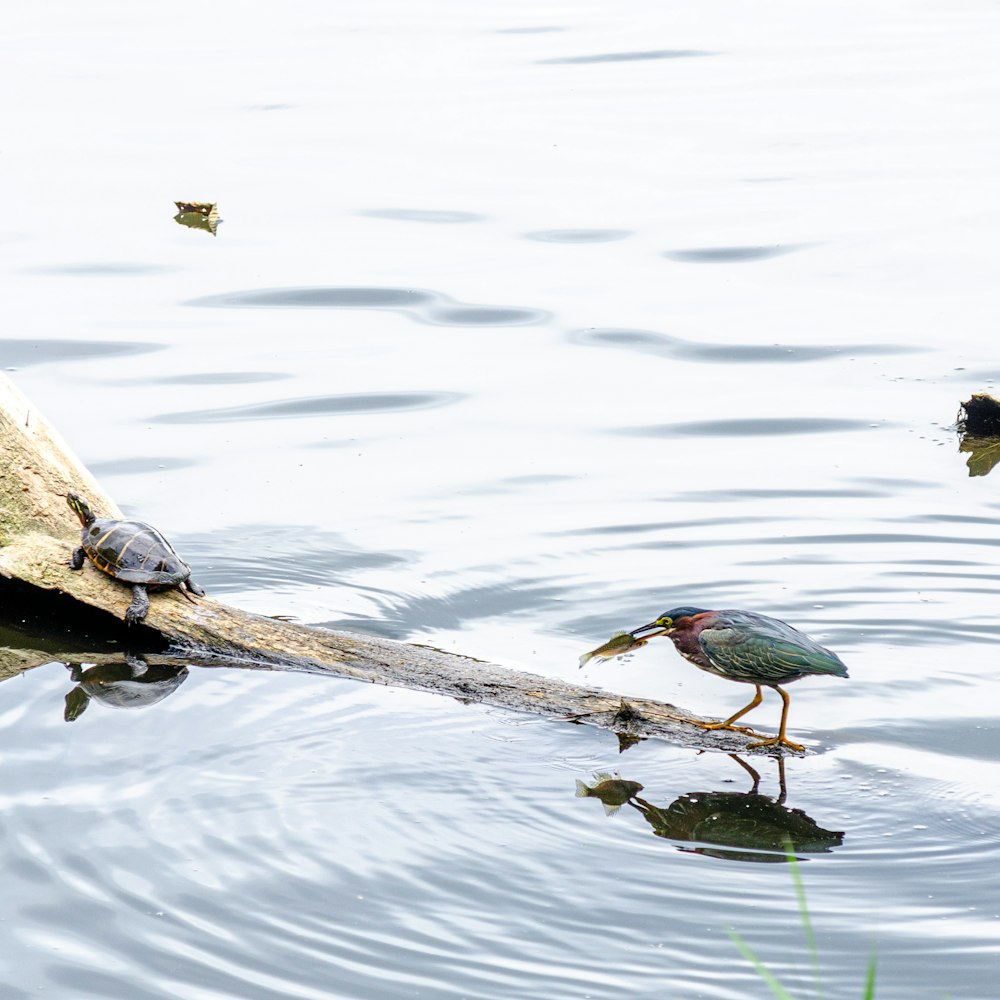 gray and green bird on brown tree branch on water during daytime
